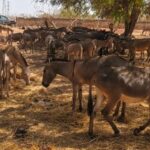 Le légendaire Safari Rally du Kenya fait son grand retour et renforce sa place dans l’avenir du WRC